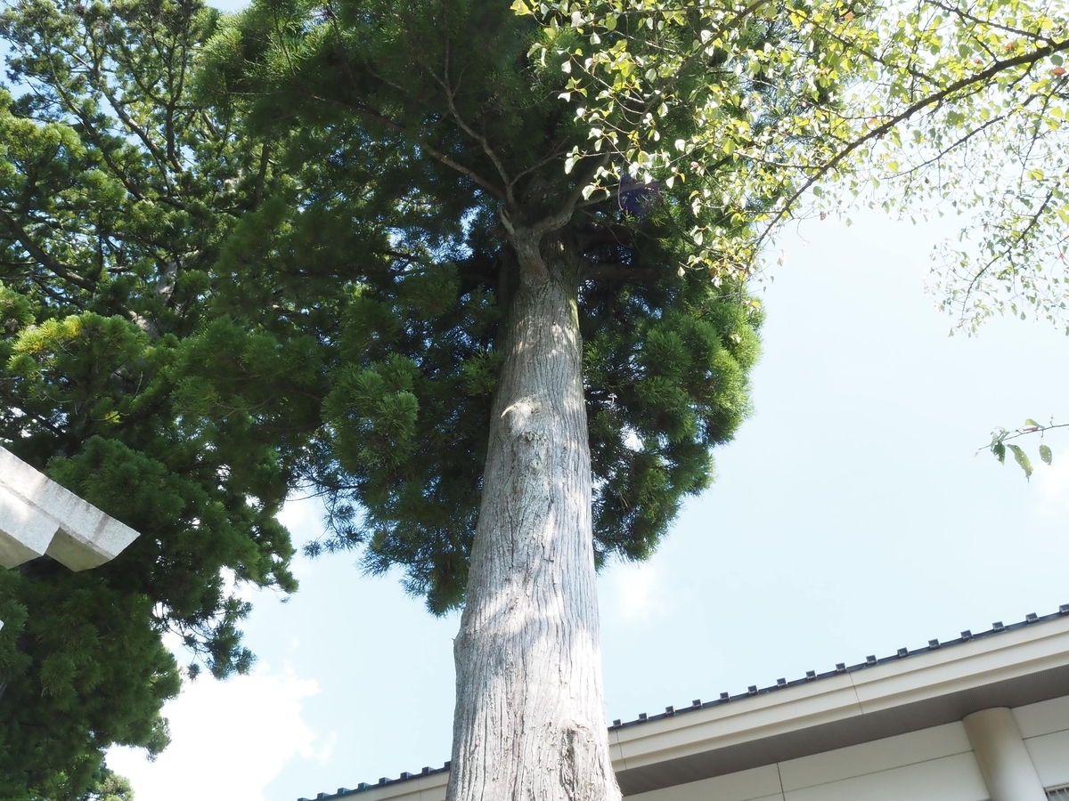 奉雷の杉