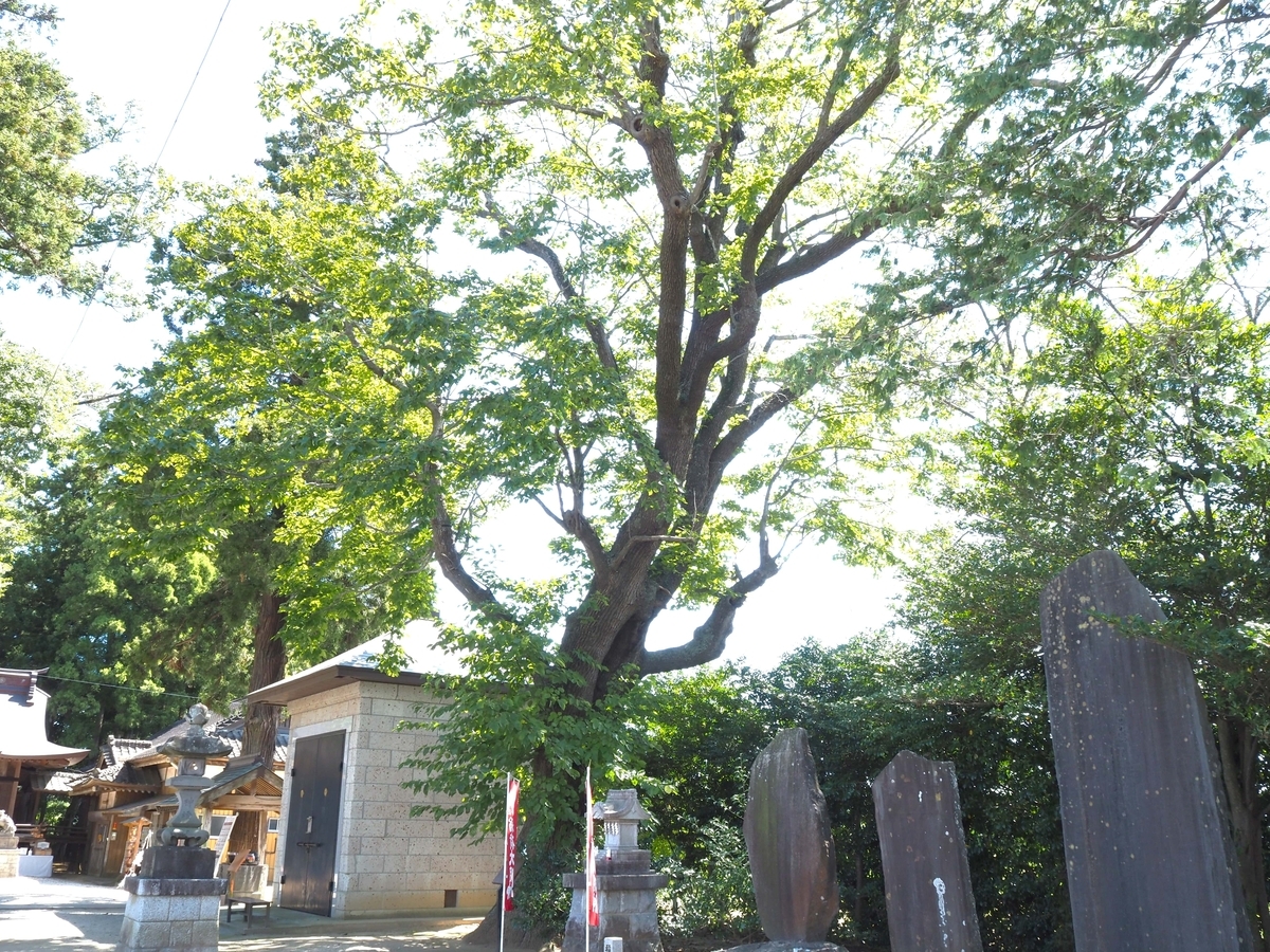 素鵞神社のケンポナシ