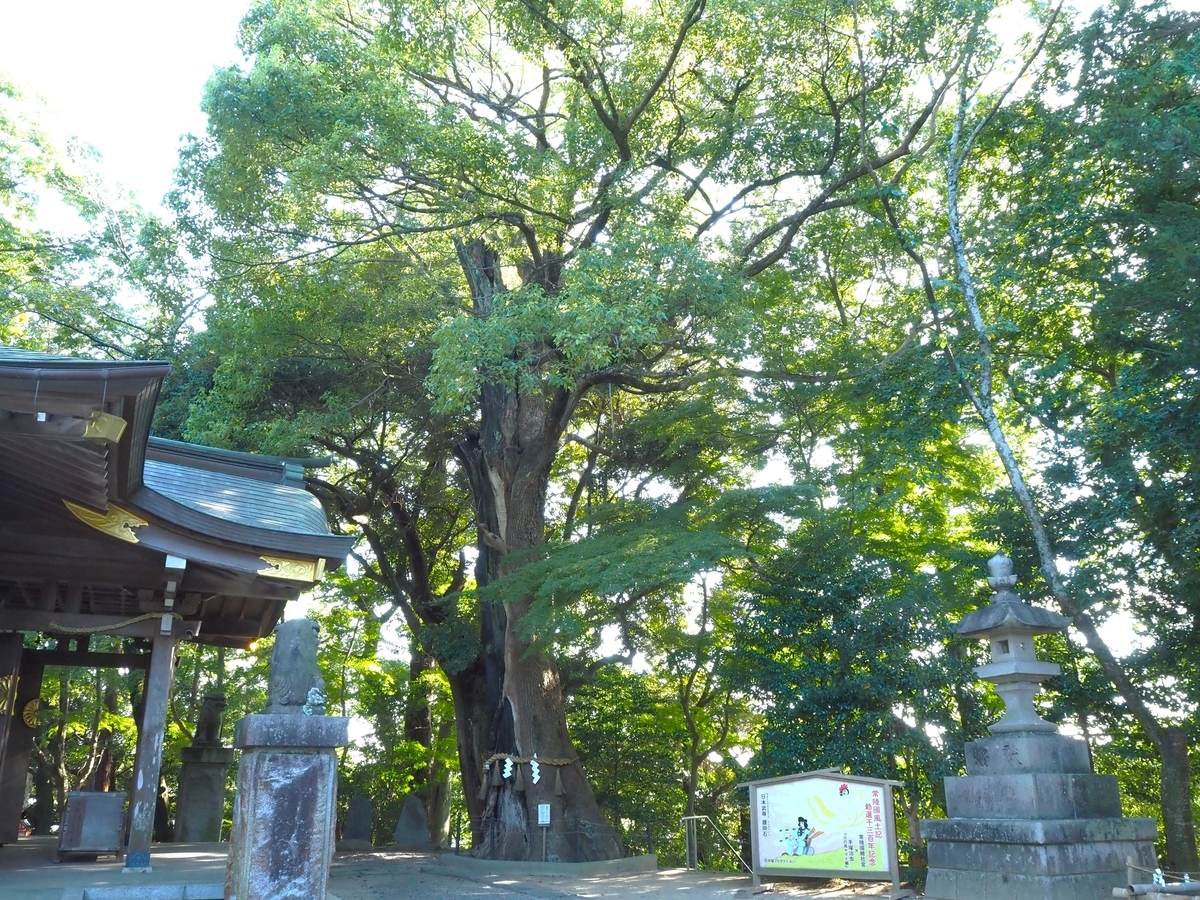 御神木