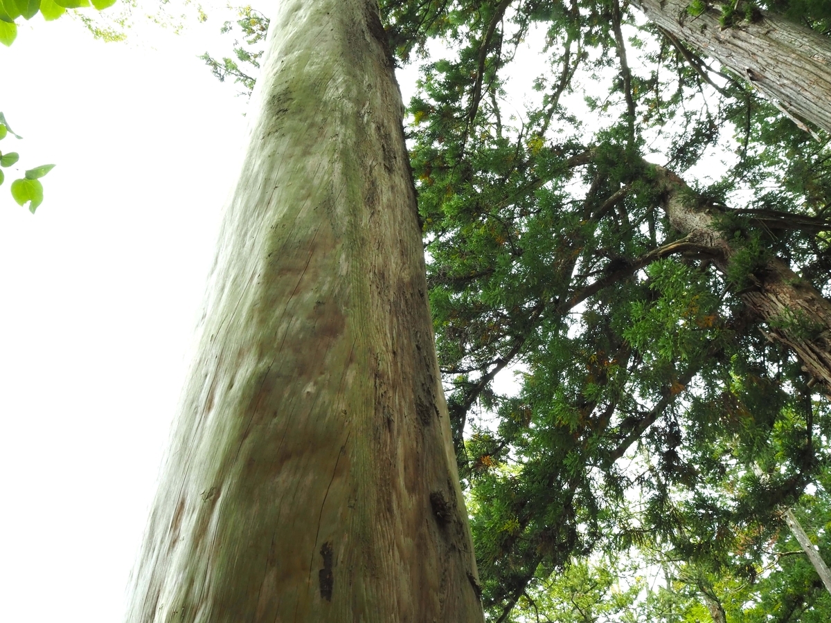 今回の一の御柱の裏側