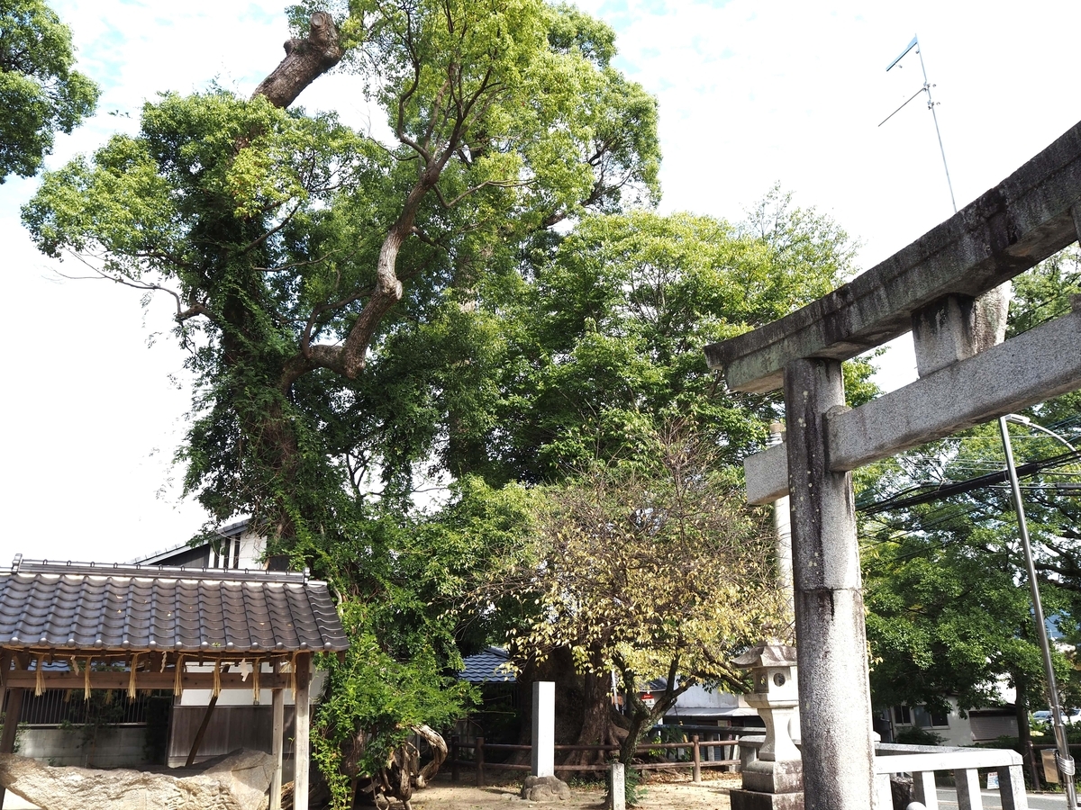春日神社のクスノキ