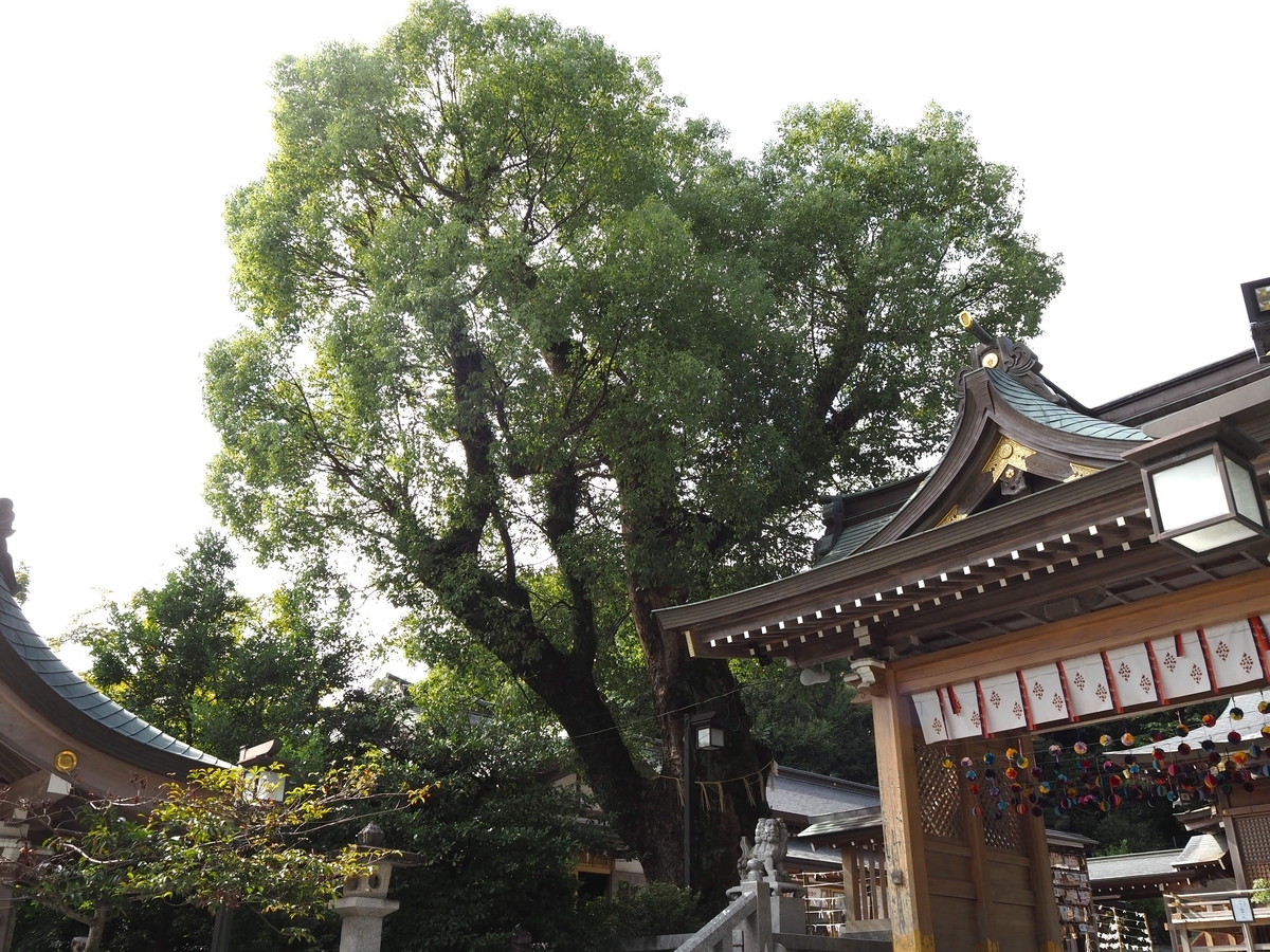 春日神社のクスノキ