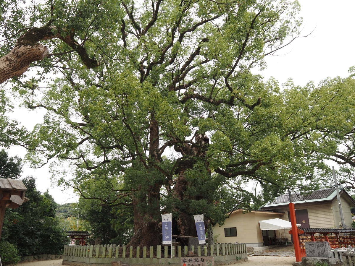 衣掛の森