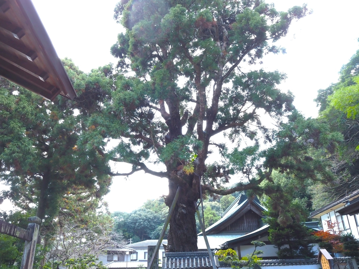 長命杉