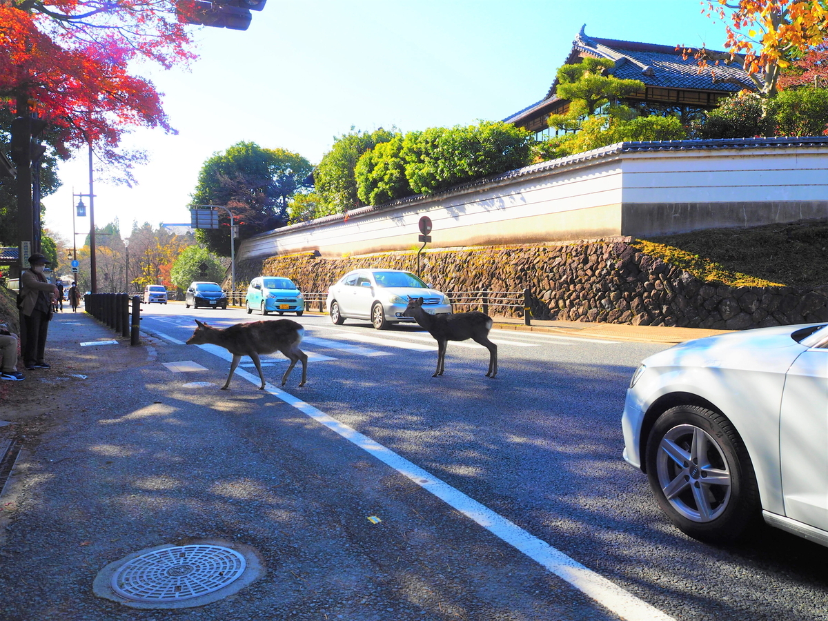 横断歩道を渡る鹿