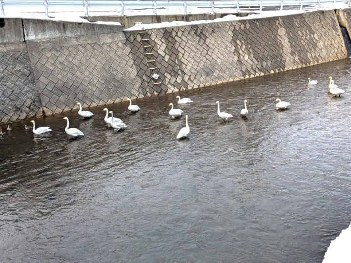 シベリアから渡ってきた白鳥
