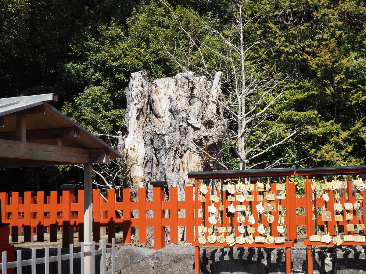 移植された大銀杏