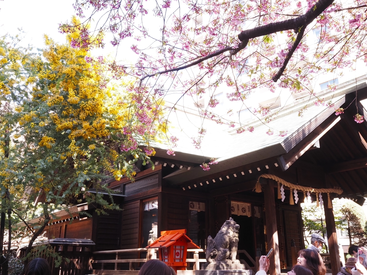 ミモザと河津桜