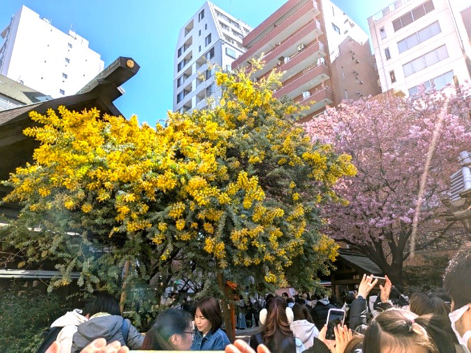 ミモザと河津桜