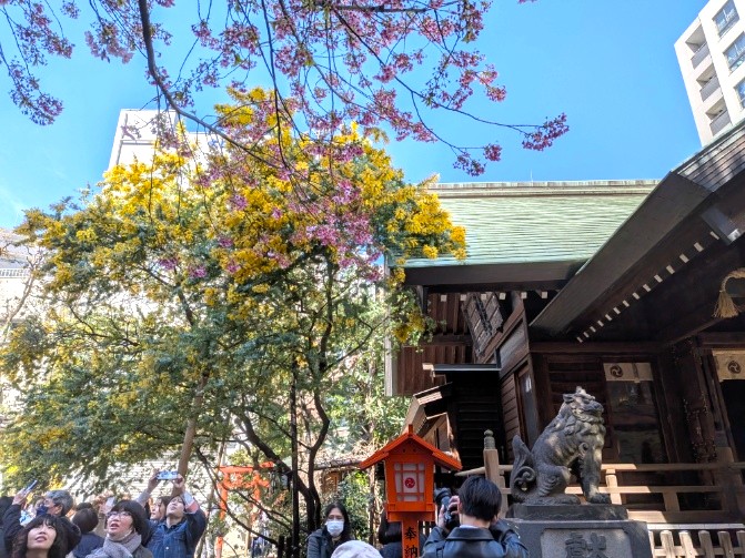 ミモザと河津桜