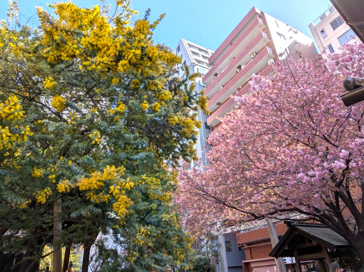 ミモザと河津桜