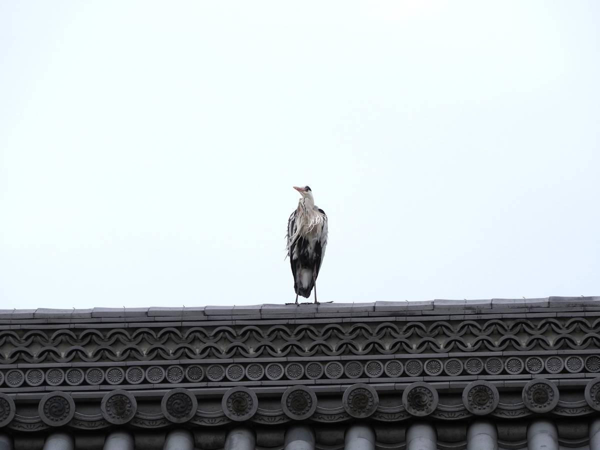 屋根の上の鳥