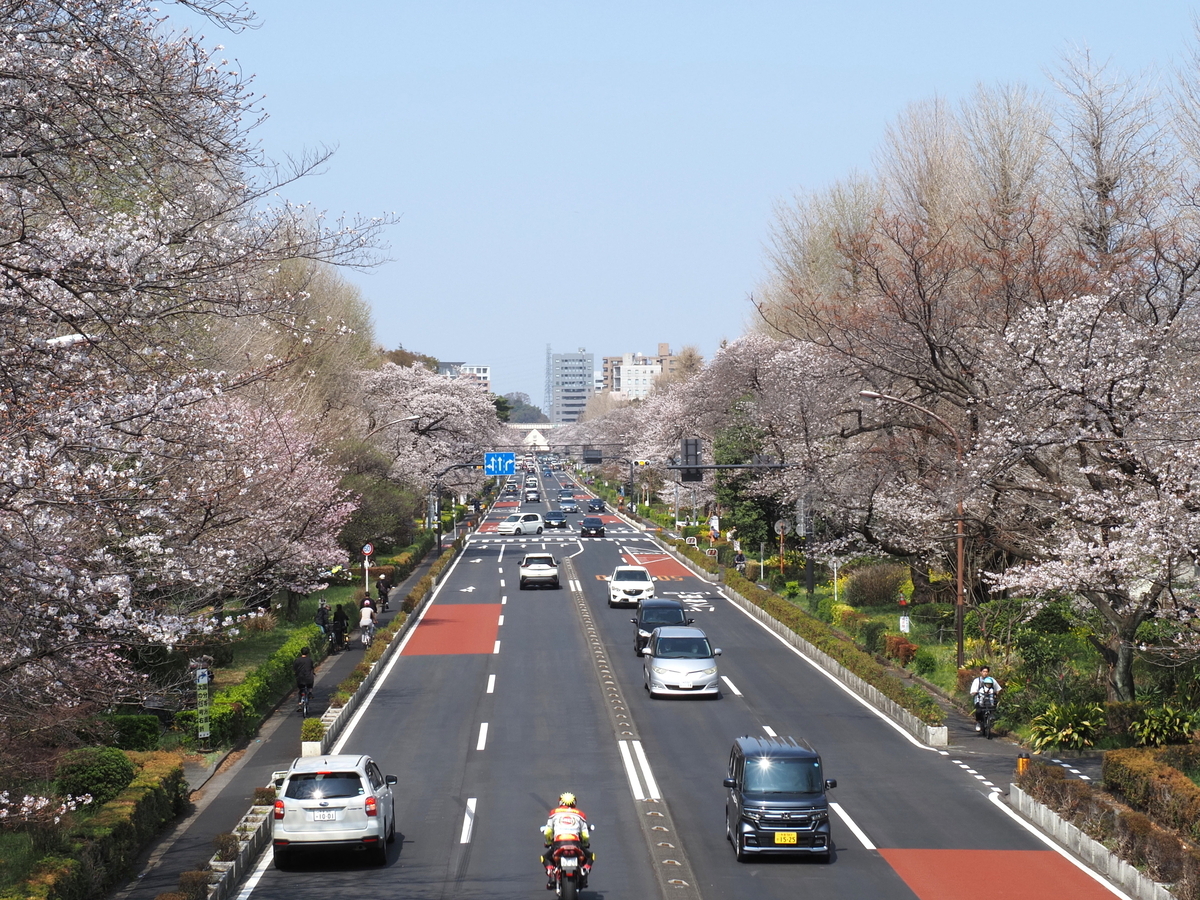 大学通りの桜