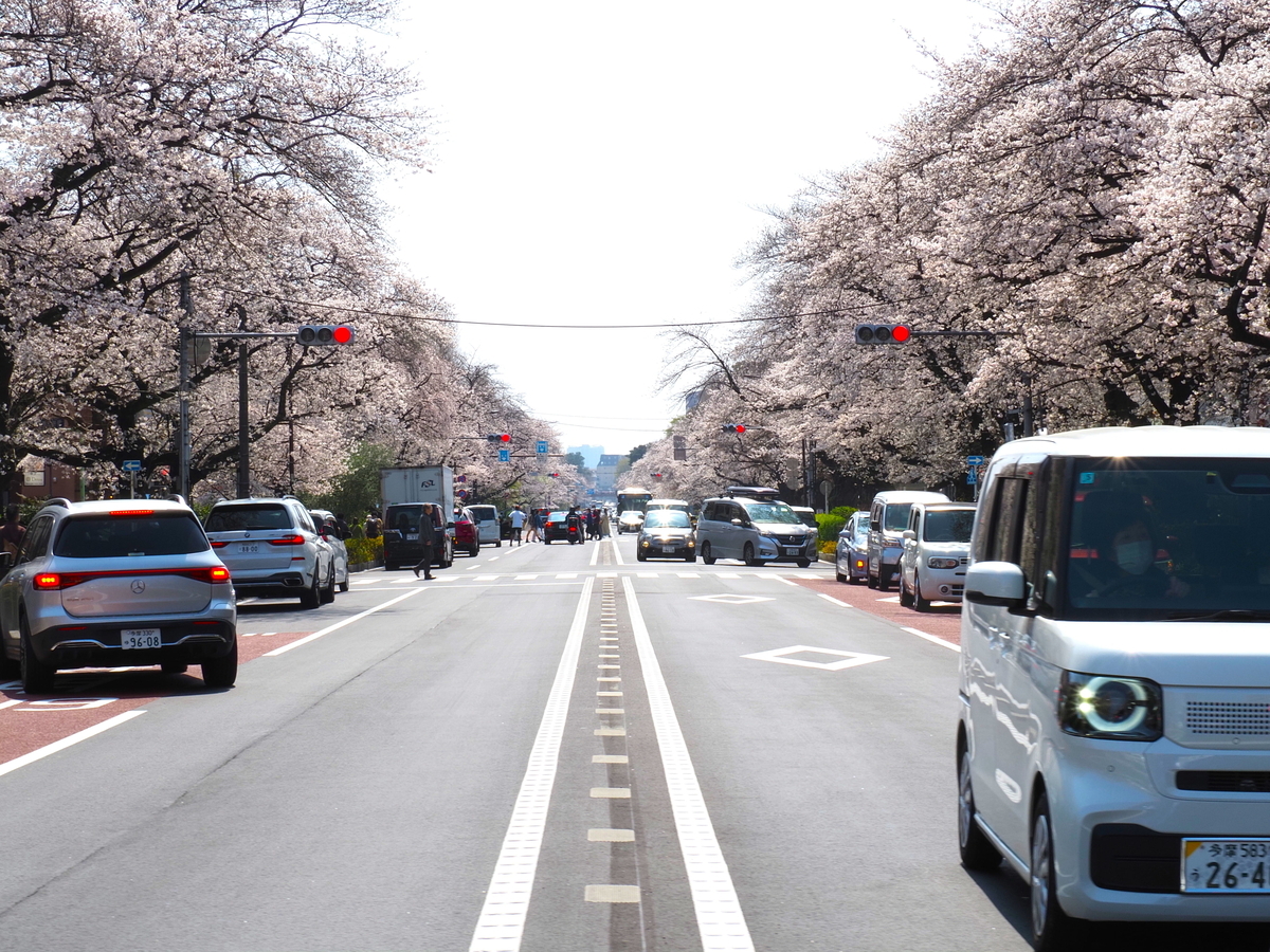 大学通りの桜