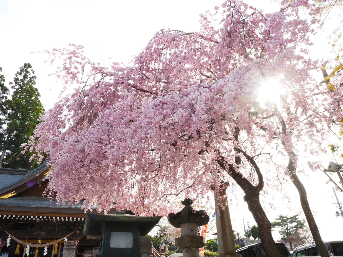 櫻山神社の桜