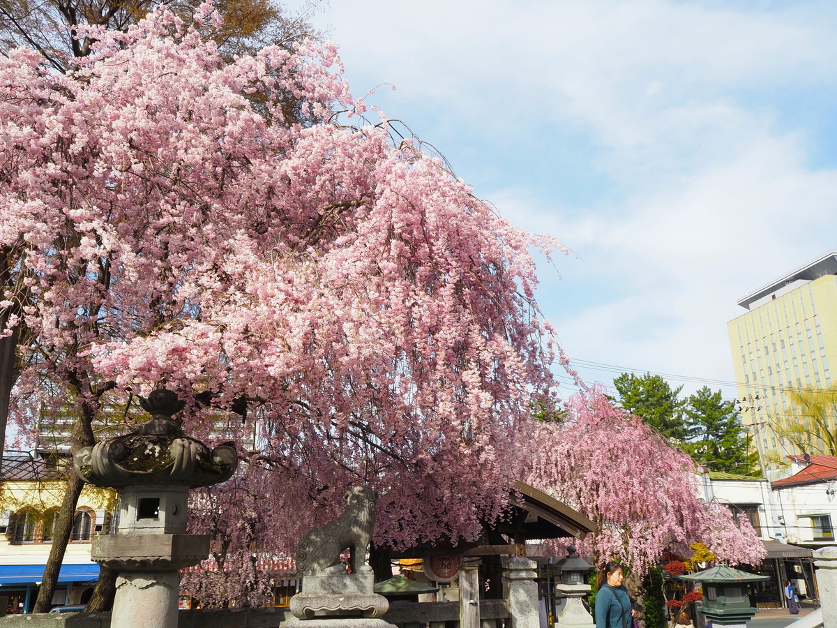 櫻山神社の桜