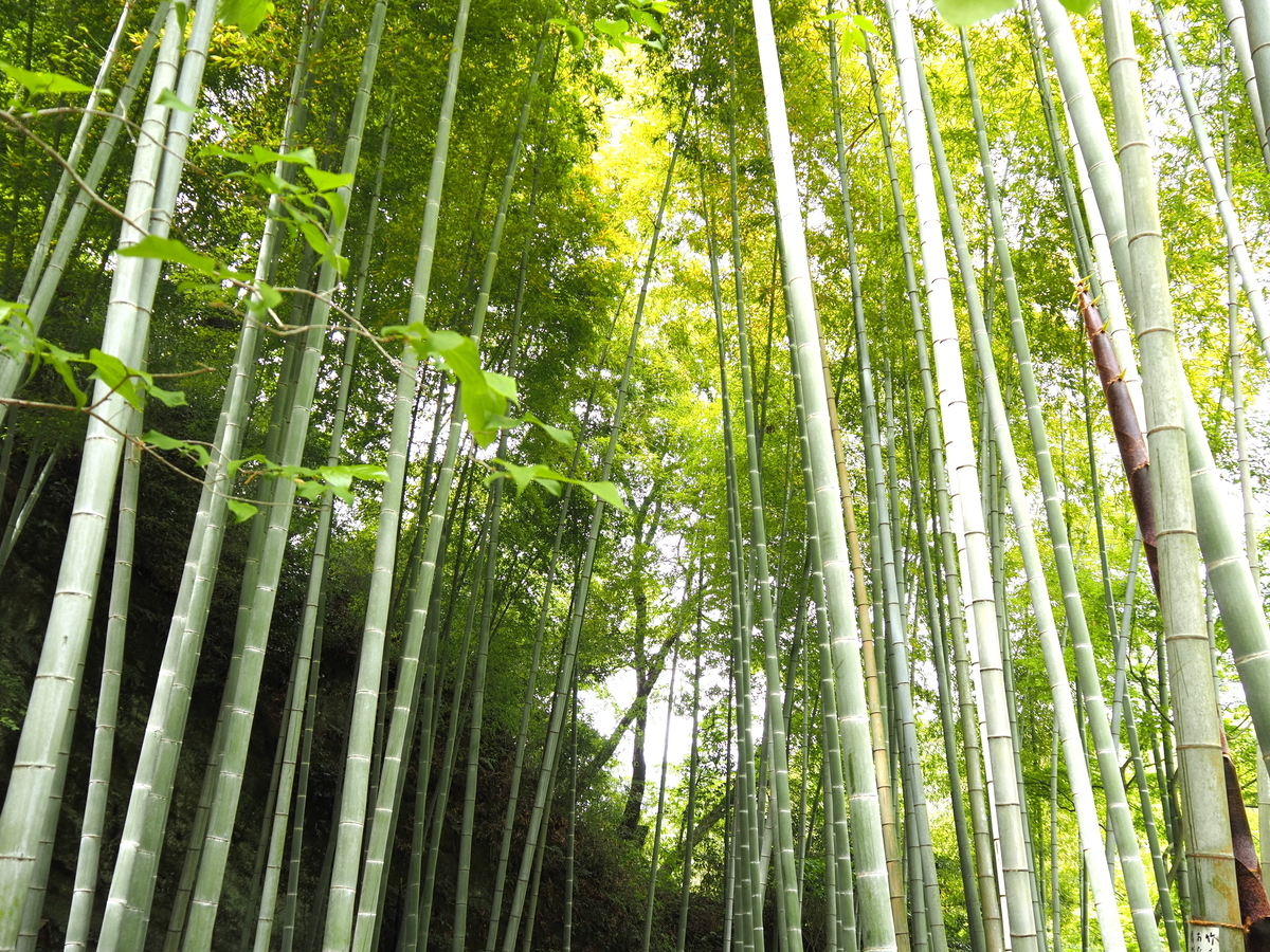 竹林