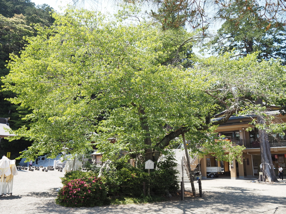 御神木の彼岸桜
