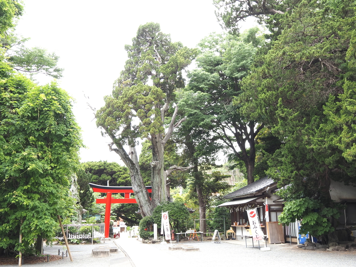薬師の柏槇