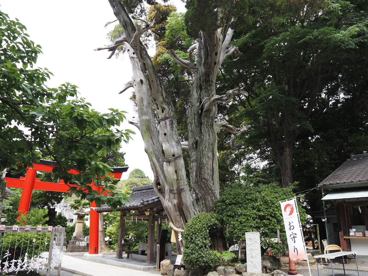 薬師の柏槇