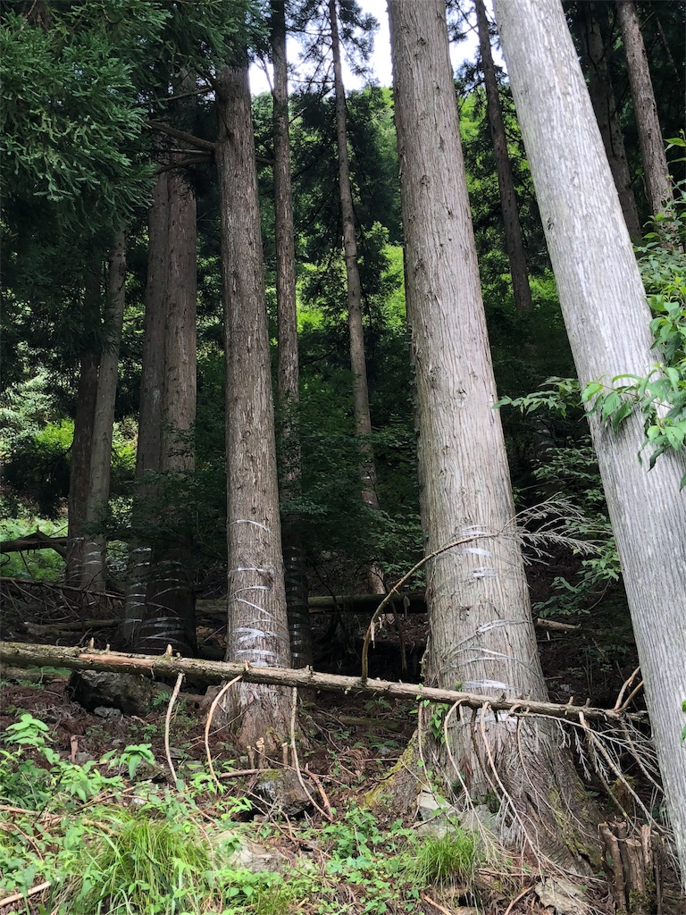 f:id:minamimoto0613:20180806124018j:image f:id:minamimoto0613:20180806124018j:image