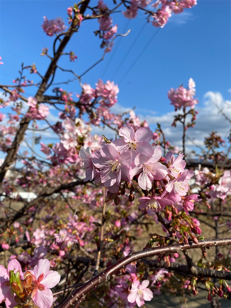 f:id:minamimoto0613:20210215212202j:image f:id:minamimoto0613:20210215212202j:image