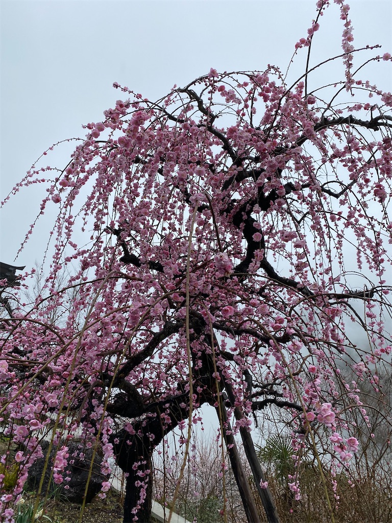 f:id:minamimoto0613:20210321170215j:image f:id:minamimoto0613:20210321170215j:image