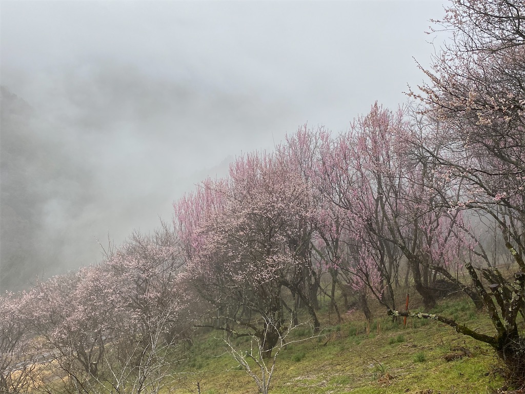 f:id:minamimoto0613:20210321170624j:image f:id:minamimoto0613:20210321170624j:image
