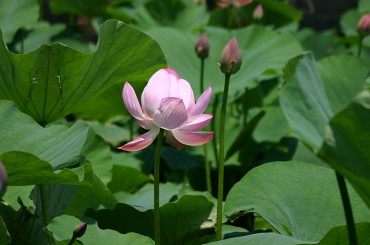 f:id:minamotosuiso:20170418114816j:plain f:id:minamotosuiso:20170418114816j:plain