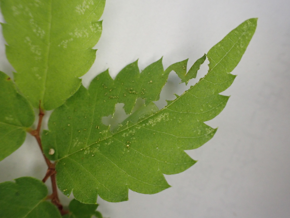 ケヤキの葉がかじられて ヤノナミガタチビタマムシ 見習い樹木医の日々是勉強