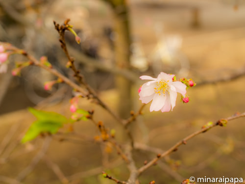 f:id:minaraipapa:20161115184502j:plain f:id:minaraipapa:20161115184502j:plain