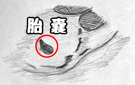 f:id:minaraipapa:20170113230146j:plain f:id:minaraipapa:20170113230146j:plain