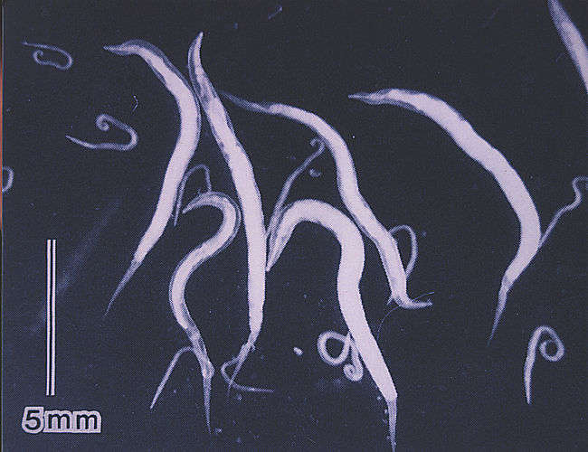 f:id:minaraisennin:20161227131130p:plain f:id:minaraisennin:20161227131130p:plain