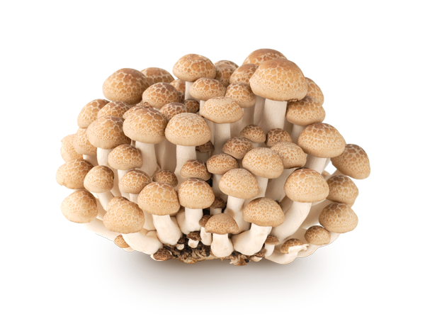 f:id:minaraisennin:20170125122048p:plain f:id:minaraisennin:20170125122048p:plain