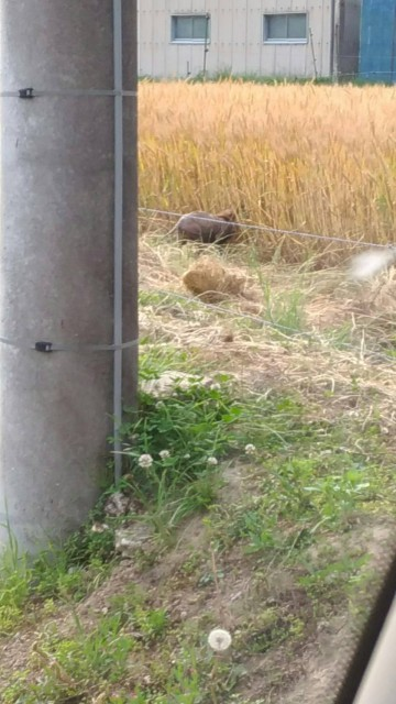 f:id:minaraisennin:20170621155409p:plain