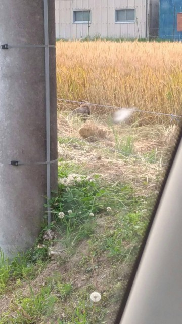 f:id:minaraisennin:20170621155428p:plain