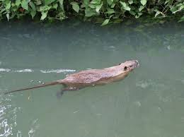 f:id:minaraisennin:20170621164237p:plain