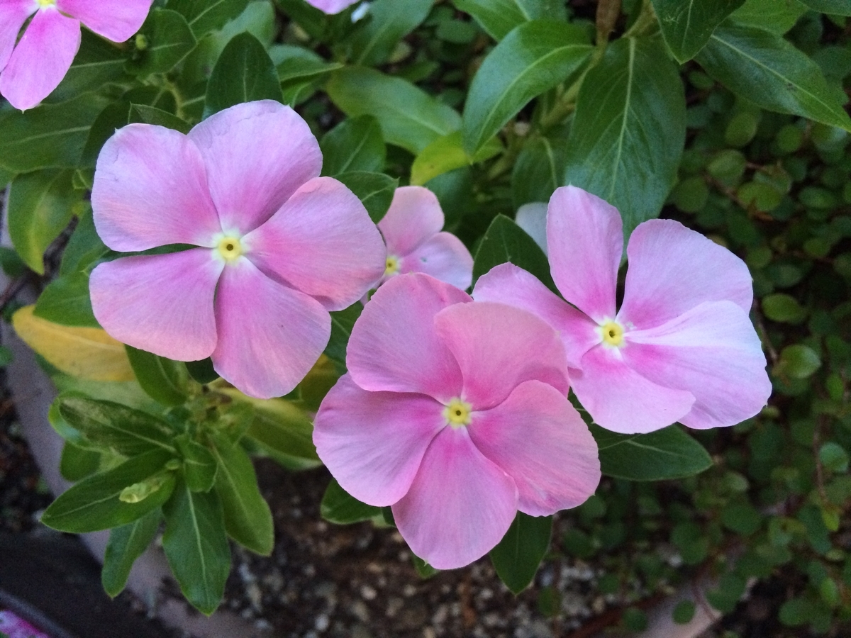f:id:minashima:20190827052820j:plain