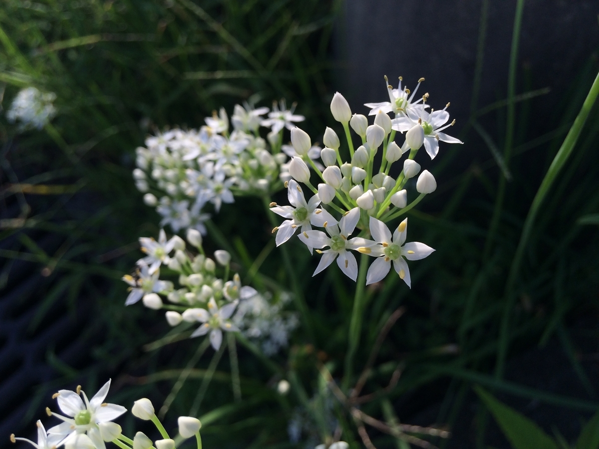 f:id:minashima:20190912164229j:plain