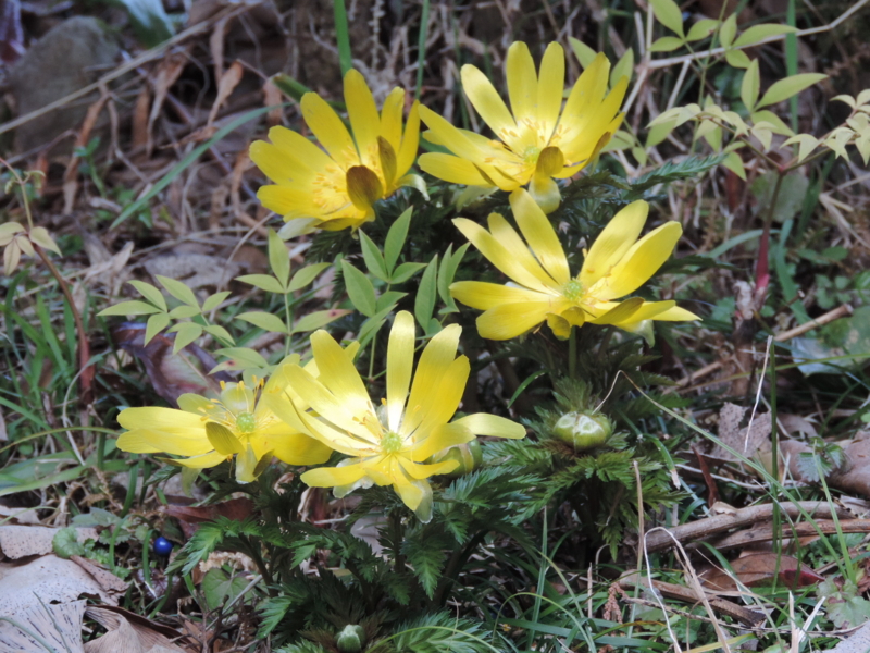 f:id:minato920:20160221071851j:plain