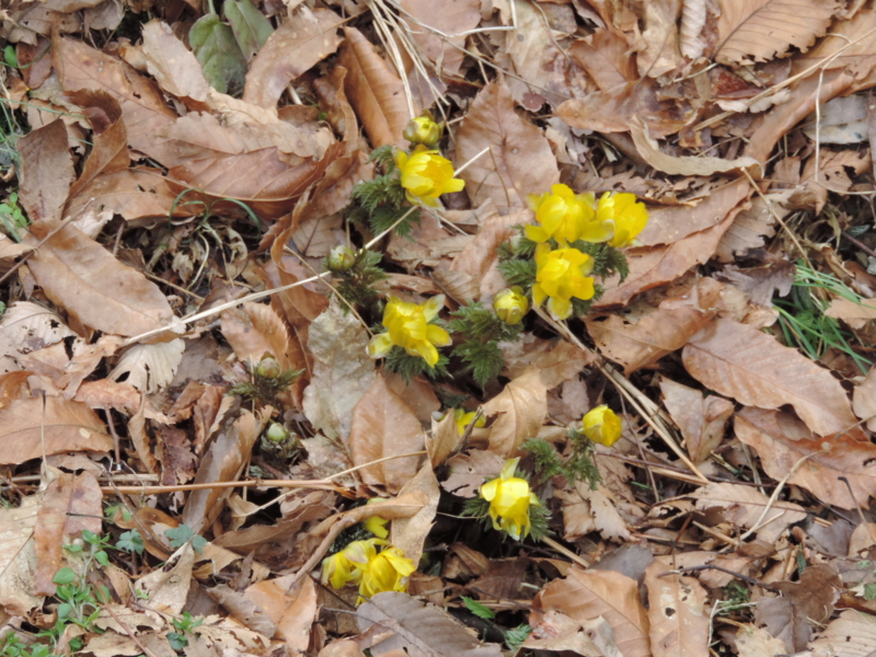 f:id:minato920:20160221072710j:plain