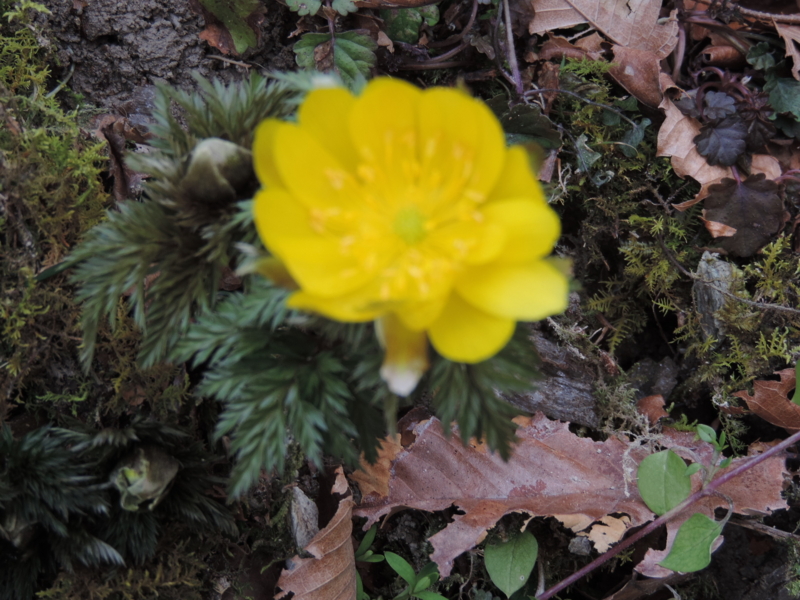 f:id:minato920:20160221072711j:plain