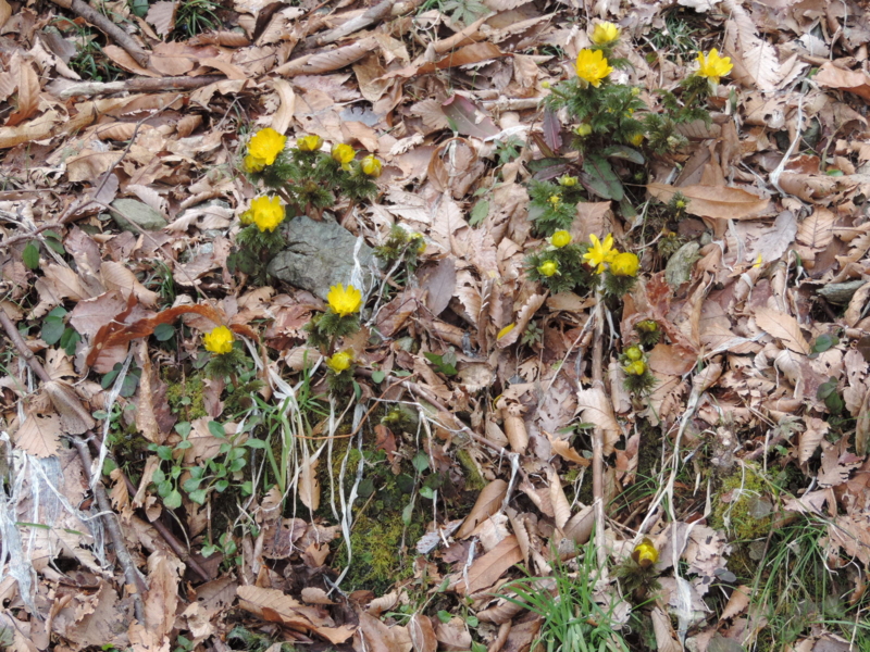 f:id:minato920:20160221072713j:plain