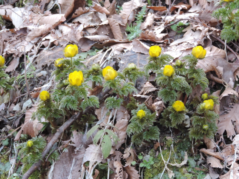 f:id:minato920:20160221072714j:plain