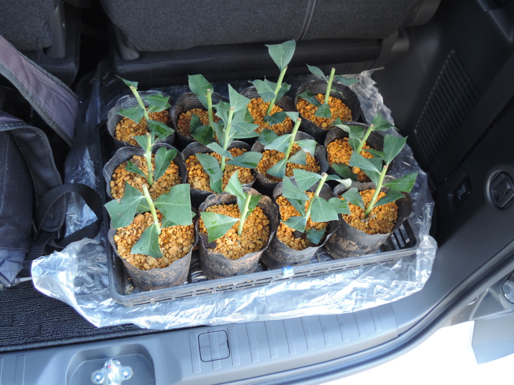 f:id:minato920:20160711153733j:plain