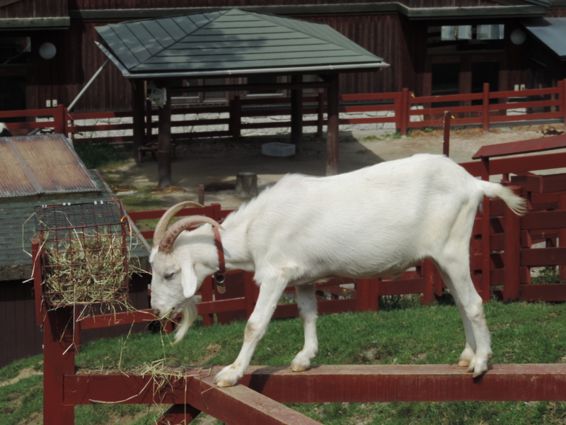 f:id:minato920:20161031203732j:plain f:id:minato920:20161031203732j:plain