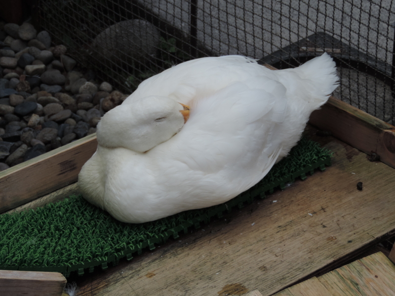 f:id:minato920:20161031203733j:plain f:id:minato920:20161031203733j:plain