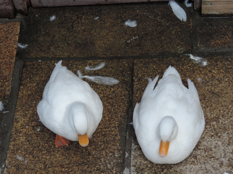 f:id:minato920:20161031203739j:plain f:id:minato920:20161031203739j:plain