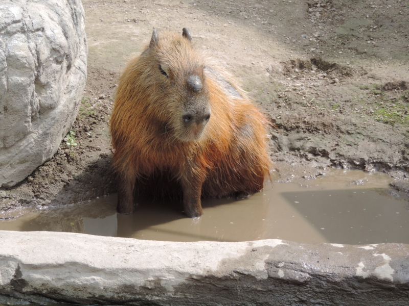 f:id:minato920:20161031203745j:plain f:id:minato920:20161031203745j:plain