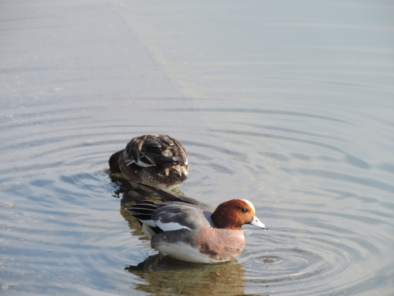 f:id:minato920:20161203165324j:plain